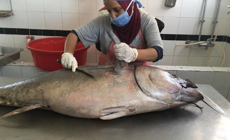إنتاج سمكة تونة مصرية