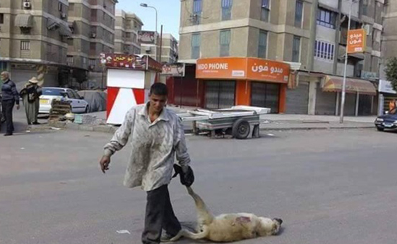 تعذيب الكلاب في مصر 