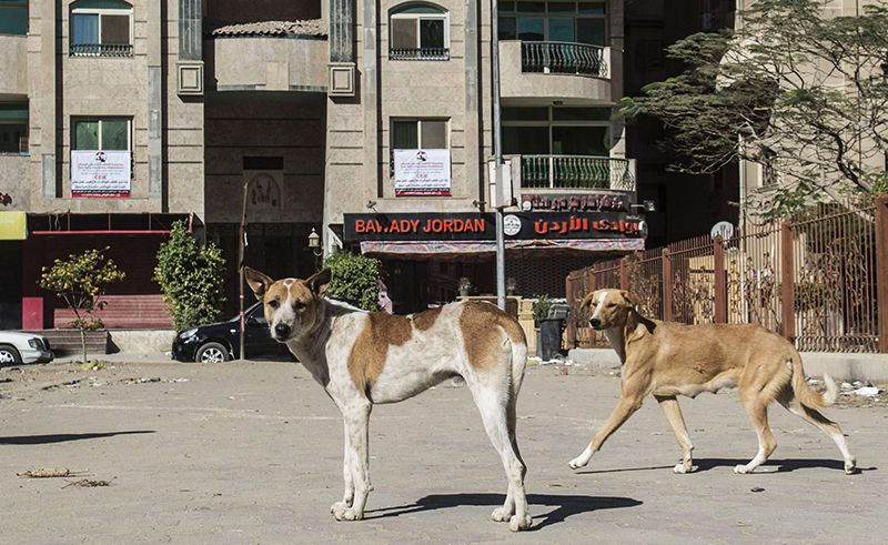 كلاب ضالة في مصر