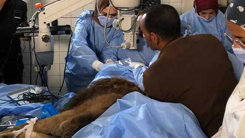 فريق طبي مصري نجح في إجراء أول جراحة لإزالة المياه البيضاء من عين أسد بحديقة الحيوان