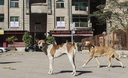 إقالة أمين عام أكاديمية الفنون عشان قتل الكلاب بالسم