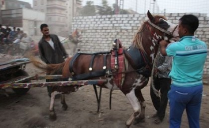 فيديو: مسابقة لـ "العربجية" في الدقهلية بيضربوا فيها الأحصنة عشان يشيلوا 10 طن
