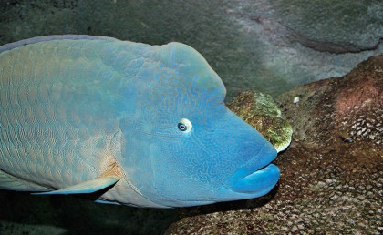 فندق في مرسى علم اصطاد سمكة مهددة بالإنقراض وعرضها للبيع الكيلو بـ100 دولار